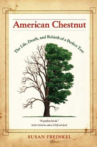 American Chestnutamerican 