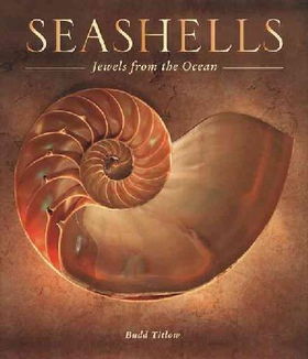 Seashellsseashells 