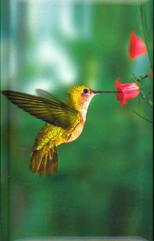 Hummingbird