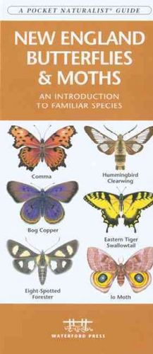 New England Butterflies & Mothsengland 