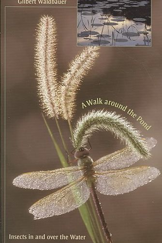 A Walk around the Pondwalk 