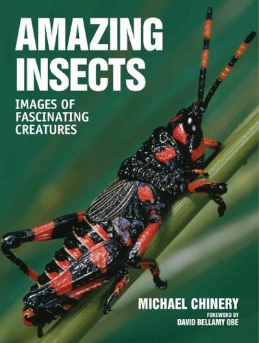 Amazing Insectsinsects 