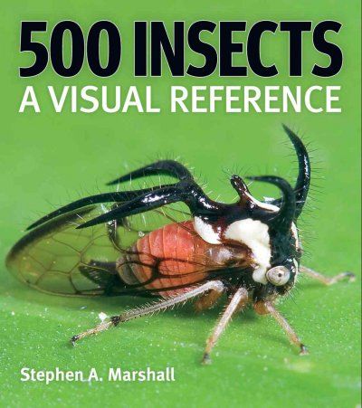500 Insectsinsects 
