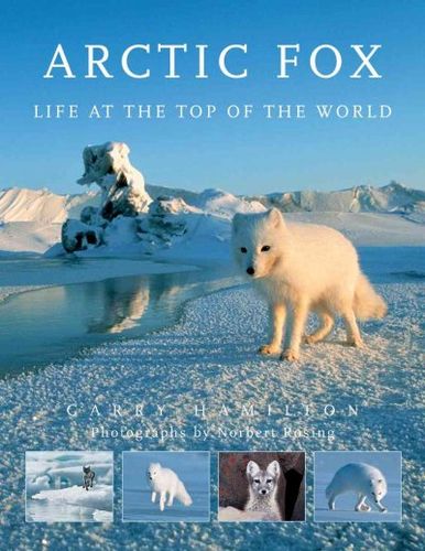 Arctic Foxarctic 