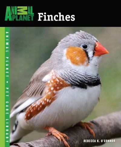 Finchesfinches 