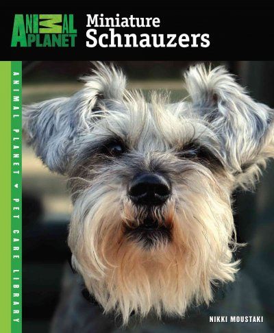 Miniature Schnauzersminiature 