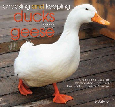 Choosing and Keeping Ducks and Geesechoosing 