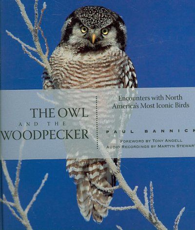 The Owl and the Woodpeckerowl 