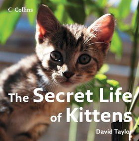 The Secret Life of Kittenssecret 