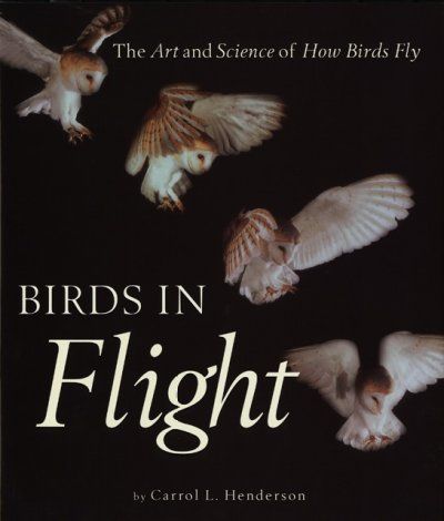 Birds in Flightbirds 