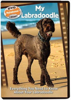 My Labradoodlelabradoodle 