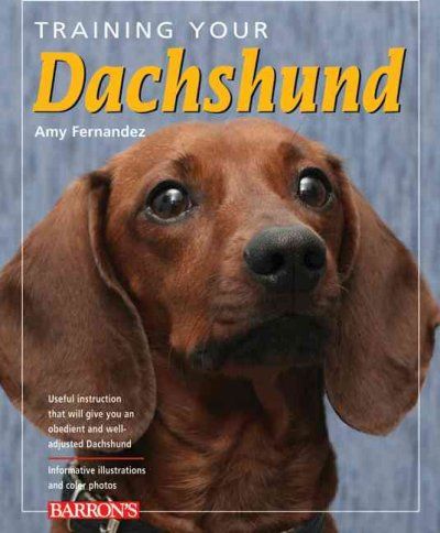 Training Your Dachshundtraining 