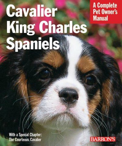 Cavalier King Charles Spanielscavalier 
