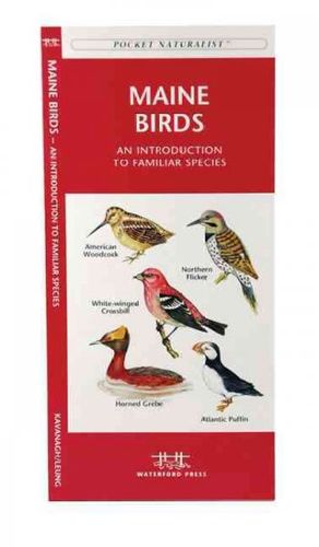 Maine Birdsmaine 