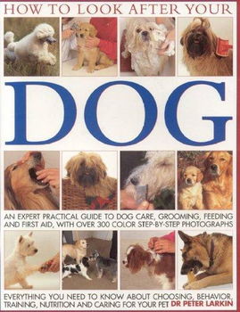 How to Look After Your Dogdog 