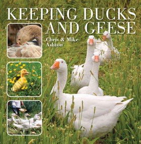 Keeping Ducks and Geesekeeping 