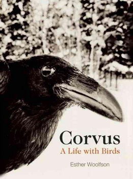 Corvuscorvus 