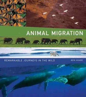 Animal Migrationanimal 
