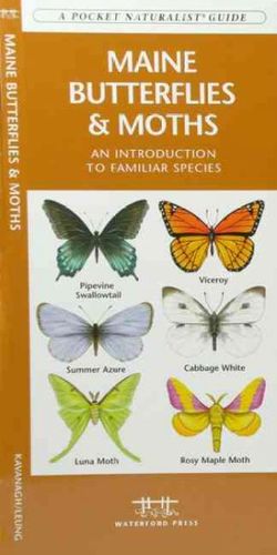 Maine Butterflies & Mothsmaine 