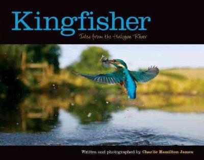 Kingfisherkingfisher 
