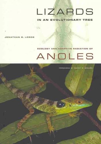 Lizards in an Evolutionary Treelizards 