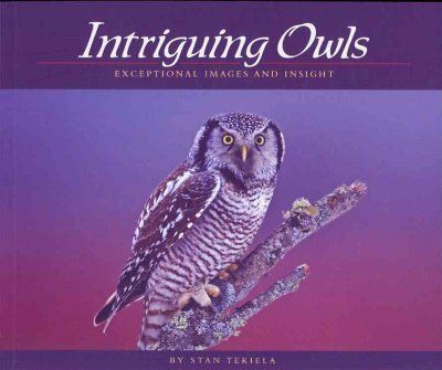 Intriguing Owlsintriguing 