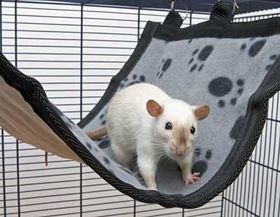 Medium - Deluxe Pawprint Ferret Flat Hammock