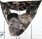 Medium - Deluxe Leopard Ferret Tube Hammock