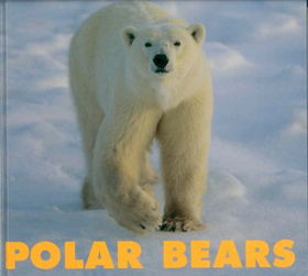 Polar Bearspolar 