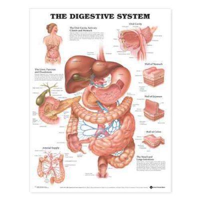 Digestive System Chartdigestive 