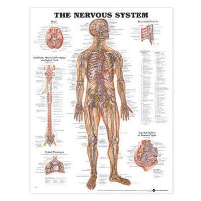 Nervous System Chartnervous 