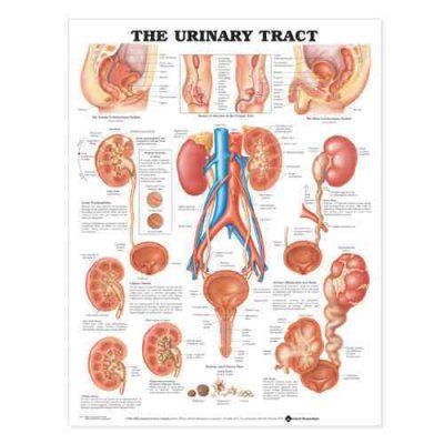 The Urinary Tract Charturinary 