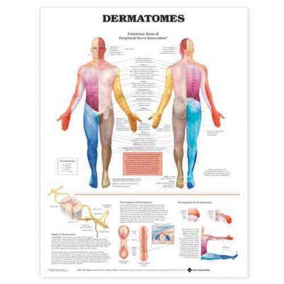 Dermatomes Chartdermatomes 