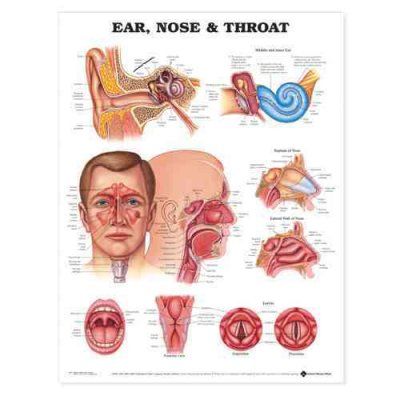 Ear, Nose & Throat Chartear 