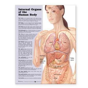 Internal Organs Of The Human Bodyinternal 