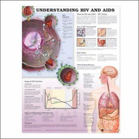 Understanding HIV And AIDS Chartunderstanding 