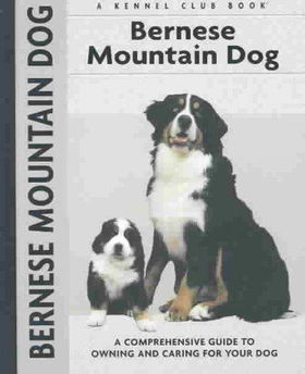 Bernese Mountain Dogbernese 