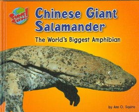 Chinese Giant Salamanderchinese 