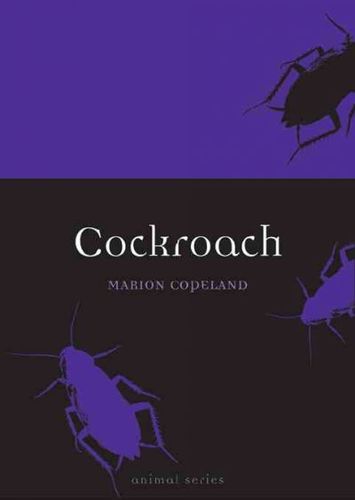 Cockroachcockroach 