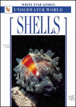 Shellsshells 
