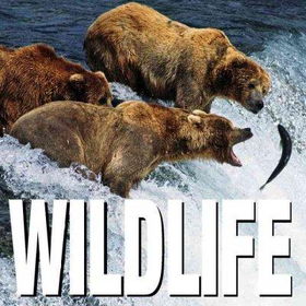 Wild Lifewild 
