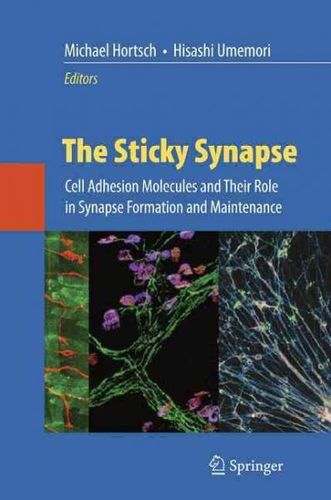The Sticky Synapsesticky 