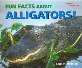 Fun Facts About Alligators!fun 