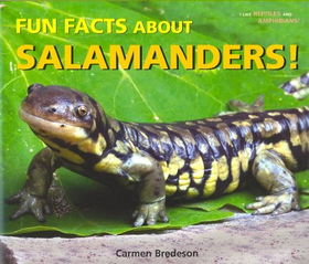 Fun Facts About Salamanders!fun 
