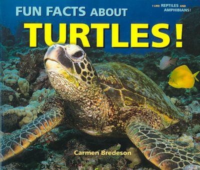 Fun Facts About Turtles!fun 