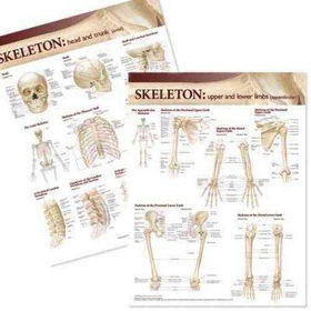 Lippincott Williams & Wilkins Atlas of Anatomy Skeletal System Chart Setlippincott 