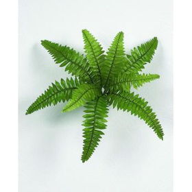 Boston Fern Bush Case Pack 144