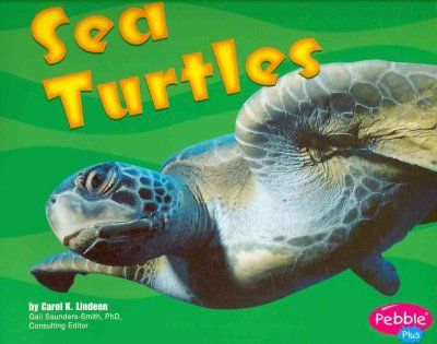 Sea Turtlessea 