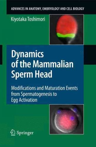 Dynamics of the Mammalian Sperm Headdynamics 