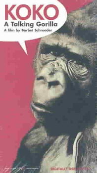 KOKO A TALKING GORILLAkoko 